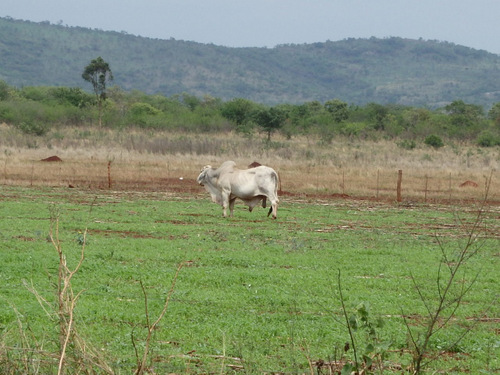 Big Brahma Bull.